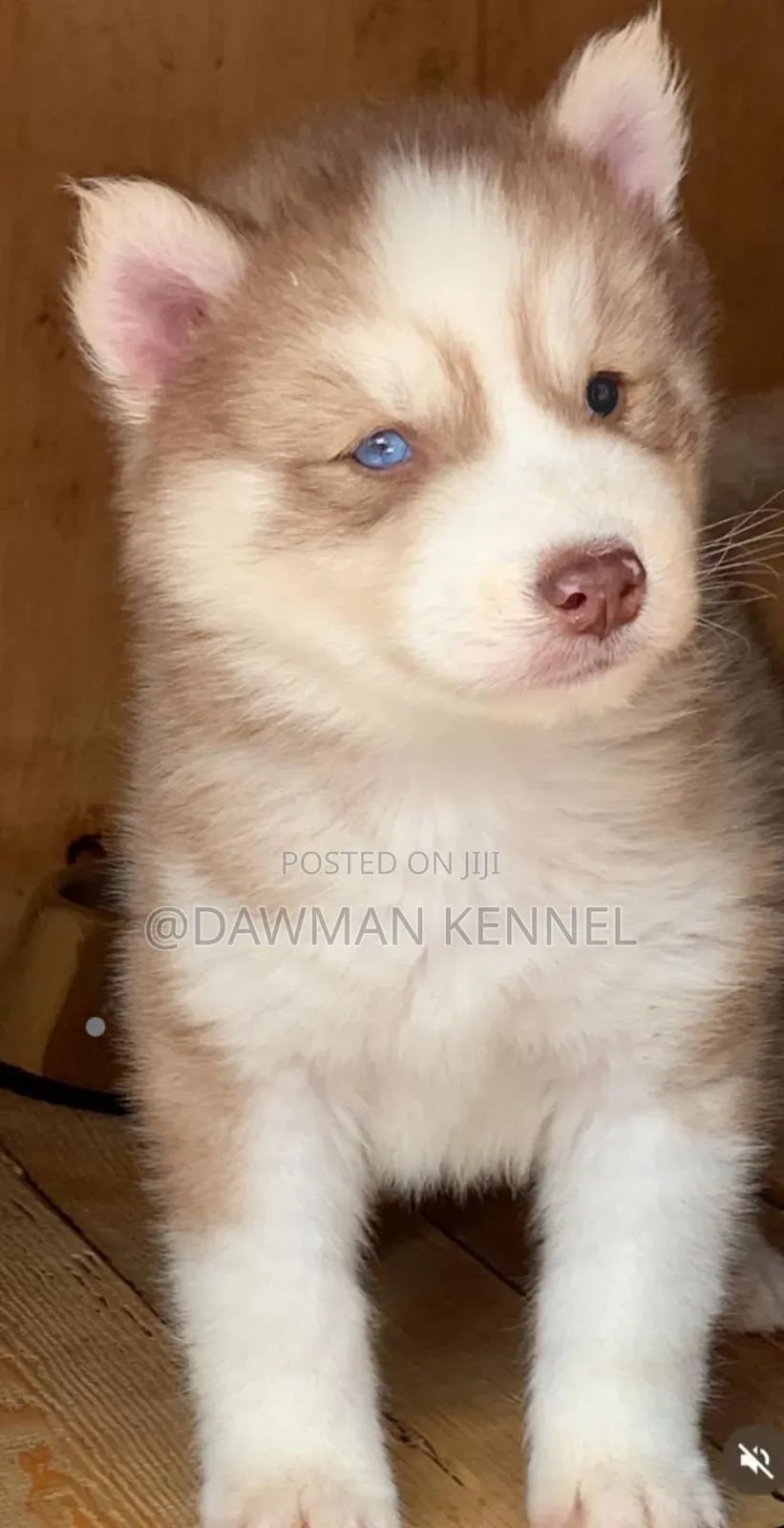 3-6 months Female Purebred Siberian Husky