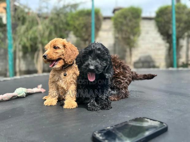 1-3 months Male Purebred Cockapoo - main view