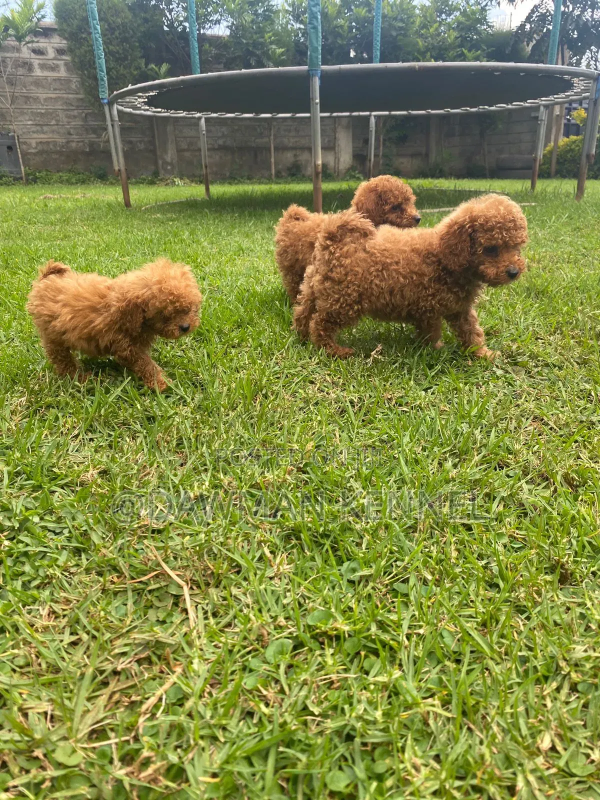 1-3 months Male Purebred Poodle