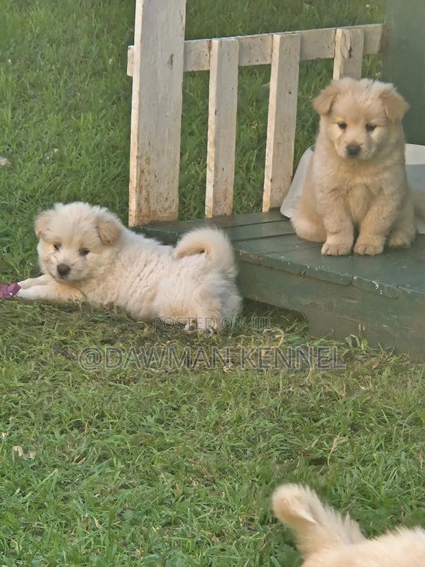 1-3 months Female Purebred Chow Chow - main view