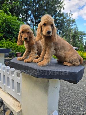 1-3 months Male Purebred Cocker Spaniel - thumbnail 2