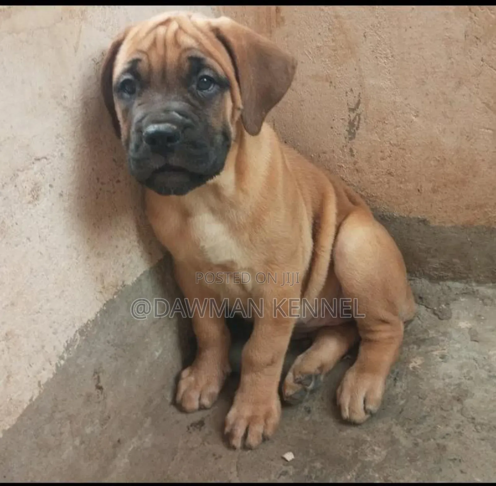 1-3 months Male Purebred Boerboel