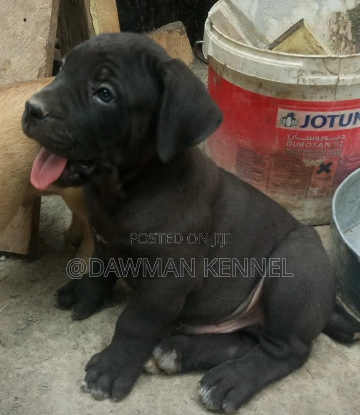 1-3 months Male Purebred Boerboel