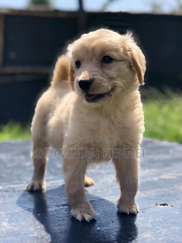 1-3 months Male Purebred Golden Retriever - main view