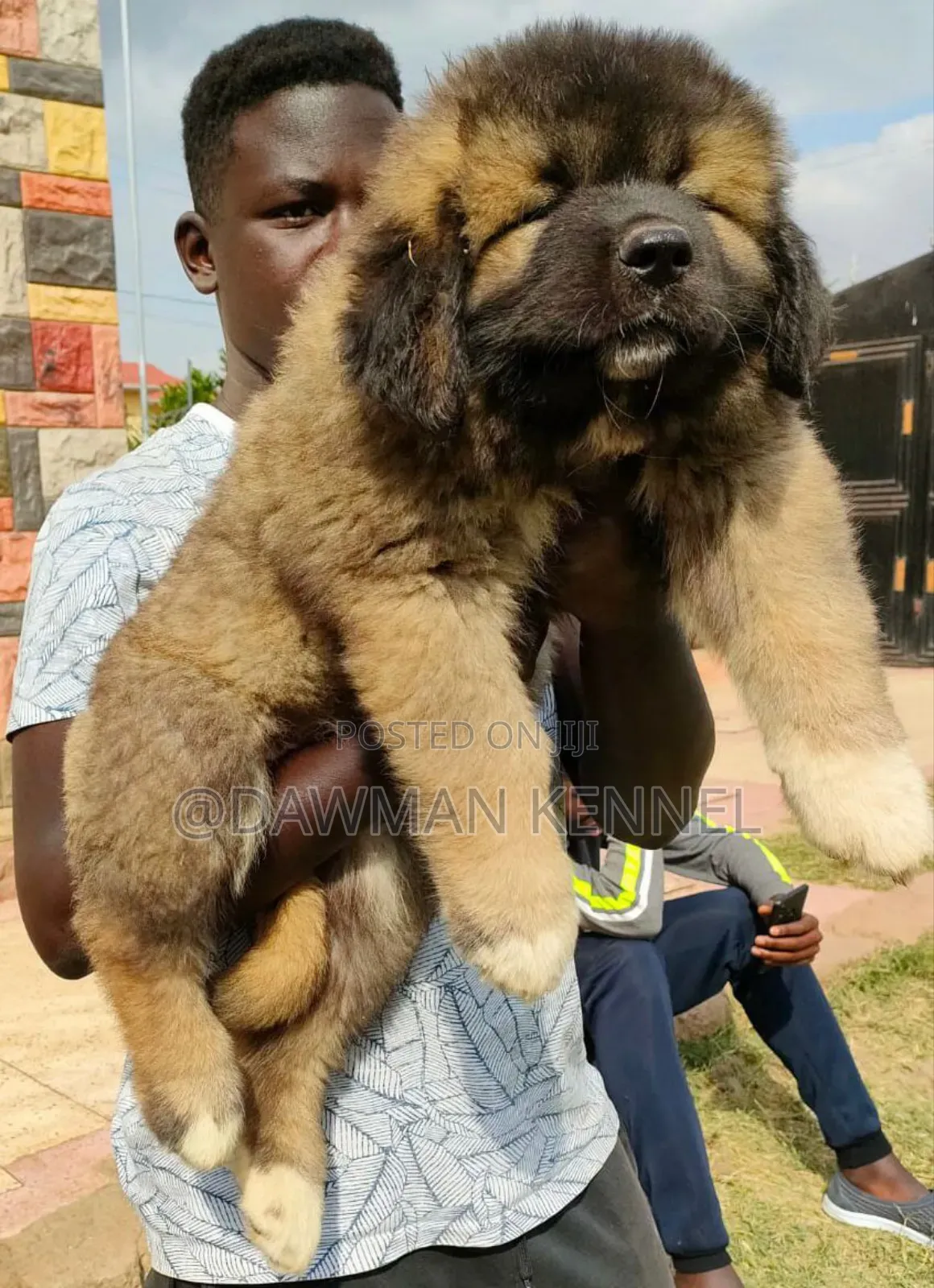 1-3 months Male Purebred Caucasian Shepherd