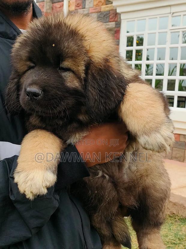 1-3 months Female Purebred Caucasian Shepherd