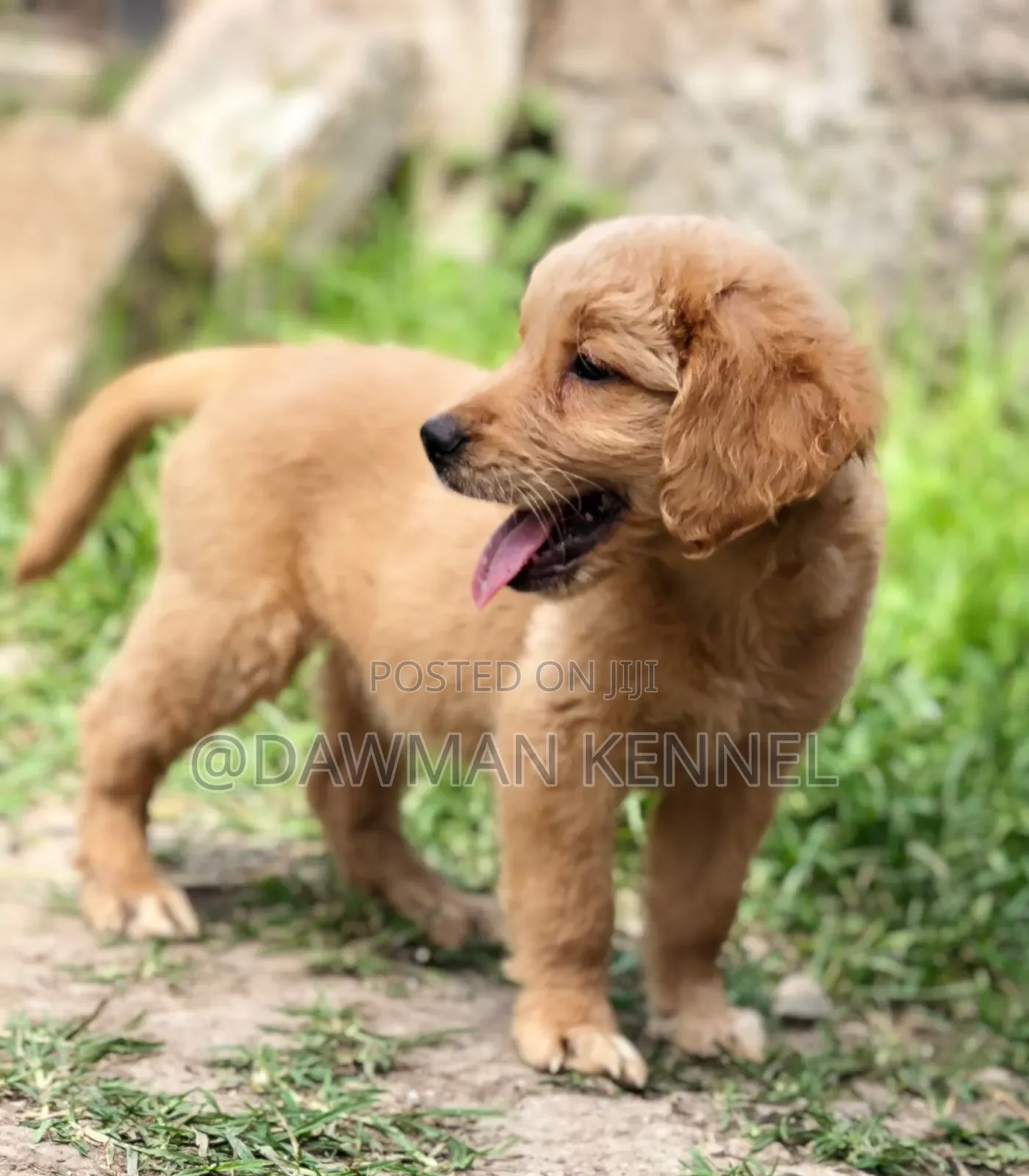 1-3 months Male Purebred Golden Retriever