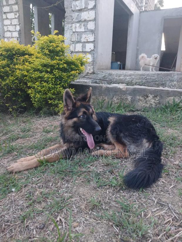6-12 months Male Purebred German Shepherd - main view