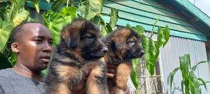1-3 months Female Purebred German Shepherd - thumbnail 2