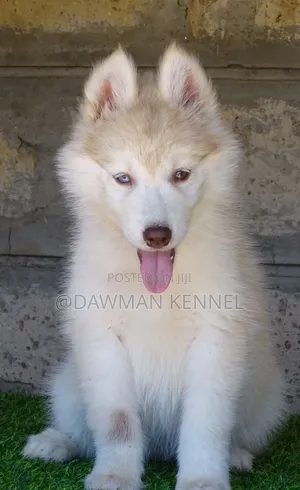 1-3 months Female Purebred Siberian Husky
