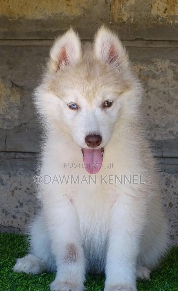 1-3 months Female Purebred Siberian Husky