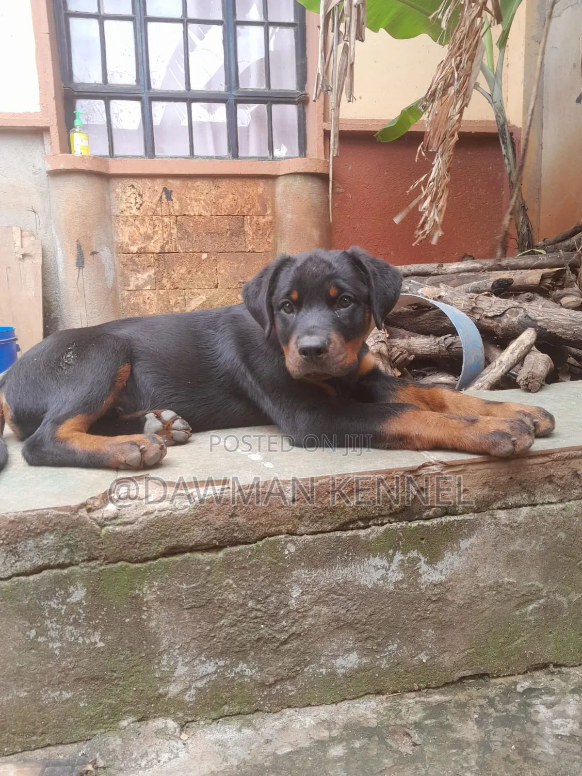 1-3 months Male Purebred Rottweiler