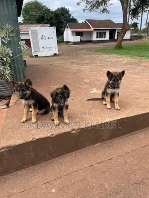 3-6 months Male Purebred German Shepherd