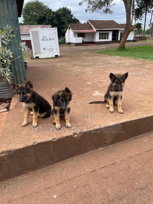 3-6 months Male Purebred German Shepherd
