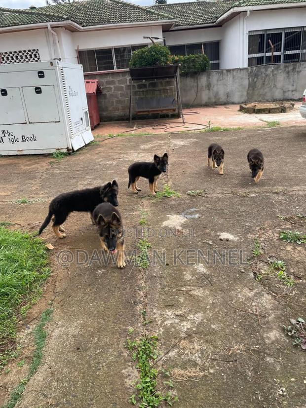 3-6 months Female Purebred German Shepherd - main view