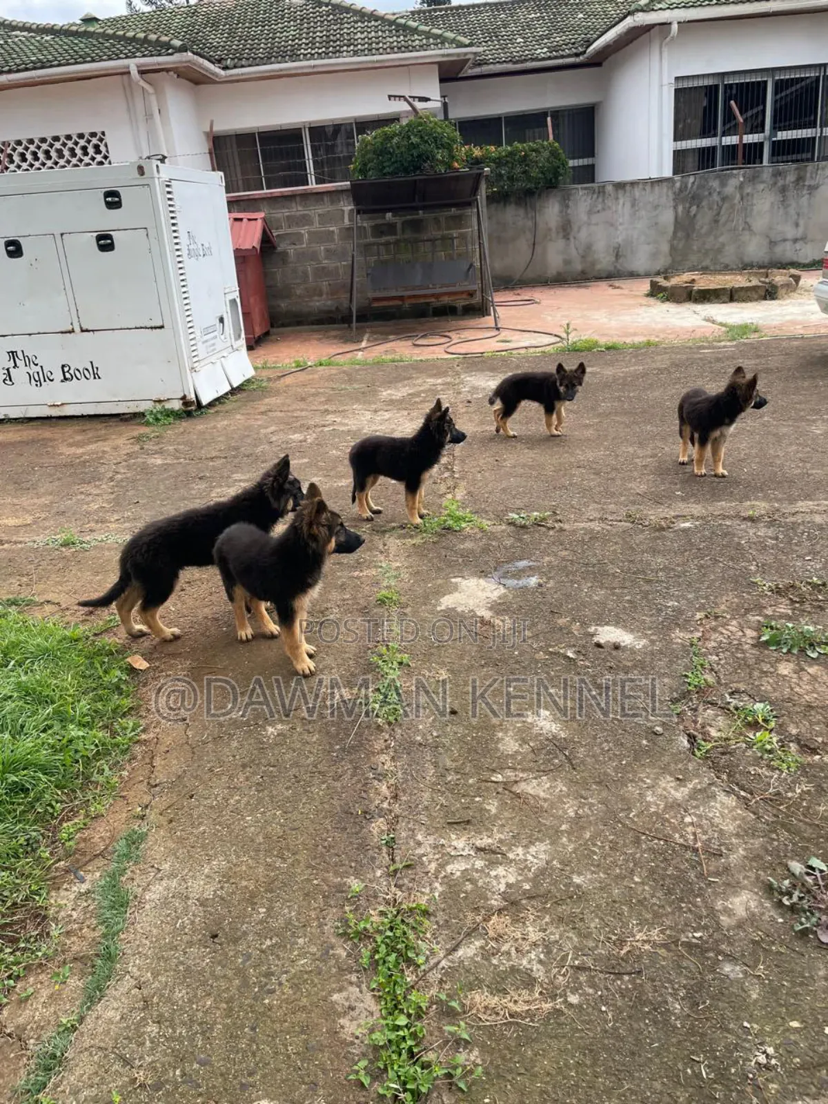 3-6 months Male Purebred German Shepherd