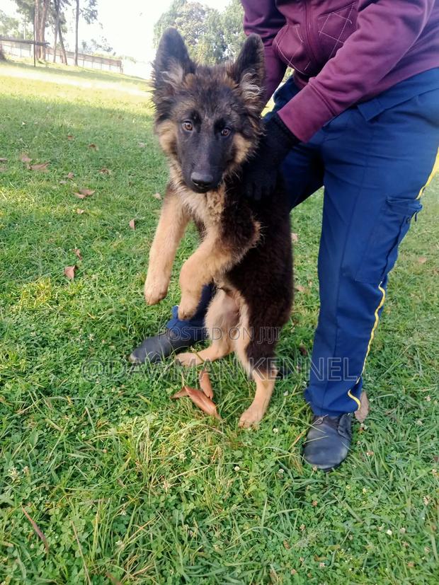 3-6 months Male Purebred German Shepherd - main view