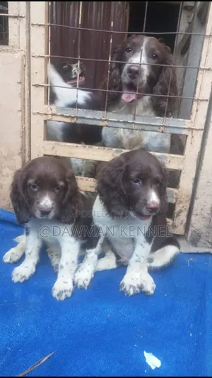 1-3 months Female Purebred English Springer Spaniel
