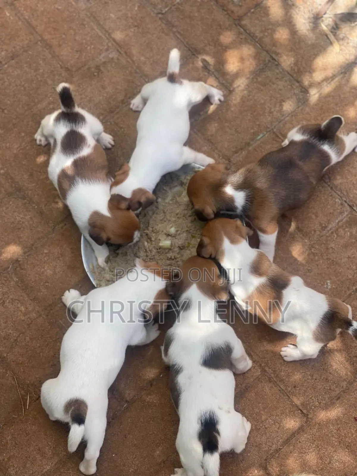 1-3 months Female Purebred Jack Russell Terrier