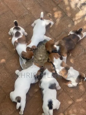 1-3 months Female Purebred Jack Russell Terrier