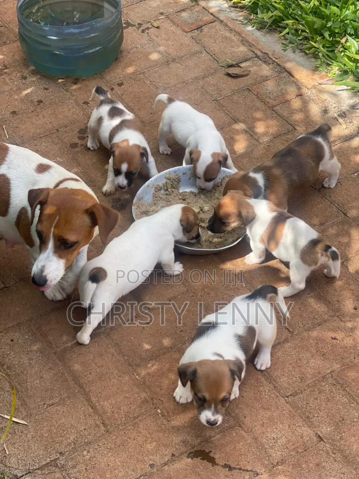 1-3 months Female Purebred Jack Russell Terrier