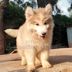 1-3 months Female Purebred Alaskan Malamute
