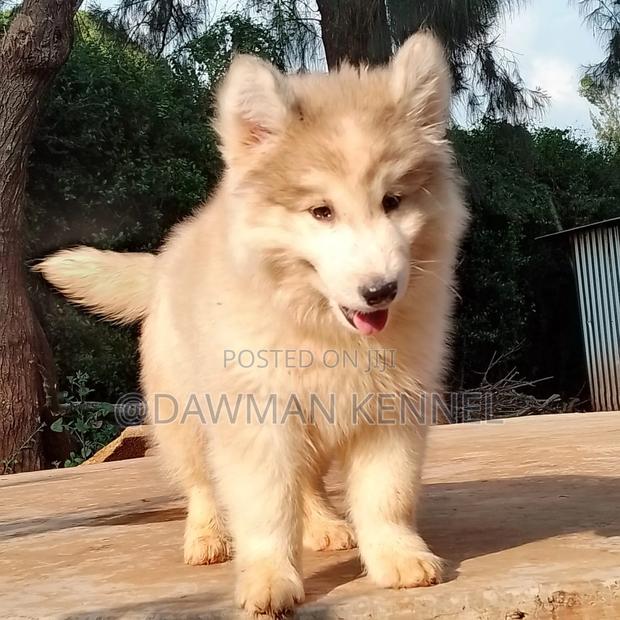 1-3 months Female Purebred Alaskan Malamute