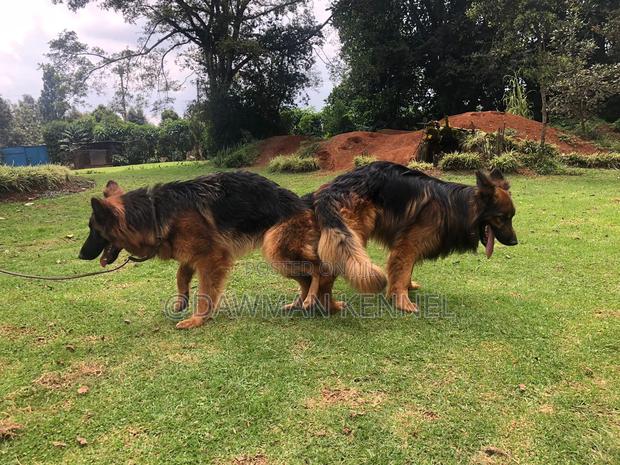 6-12 months Male Purebred German Shepherd - main view