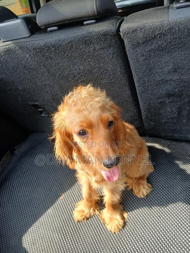 3-6 months Female Purebred English Cocker Spaniel - main view