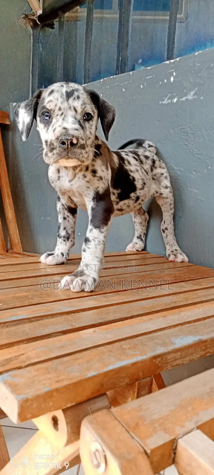1-3 months Male Purebred Great Dane