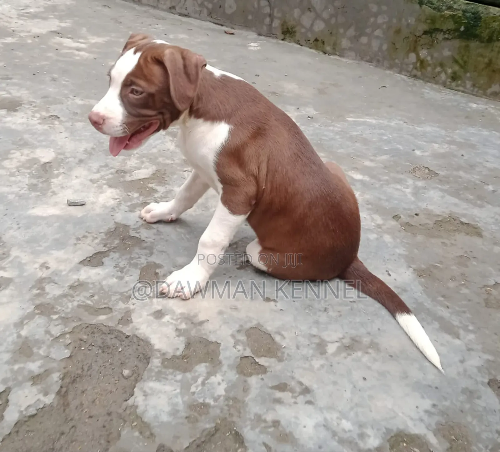 3-6 months Male Purebred Dog