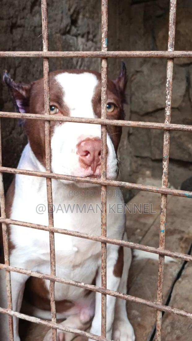 3-6 months Male Purebred American Pit Bull Terrier - main view