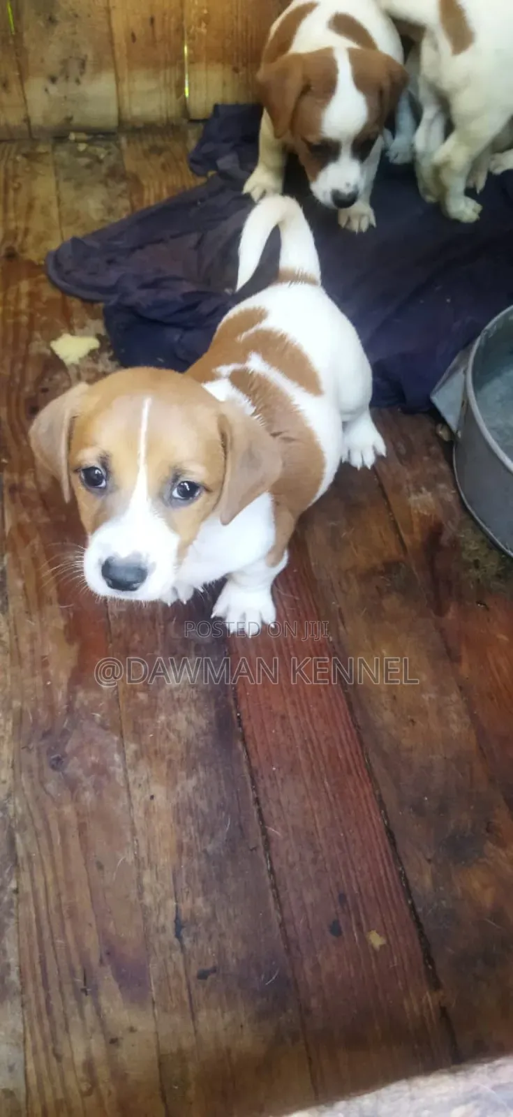 1-3 months Male Purebred Jack Russell Terrier