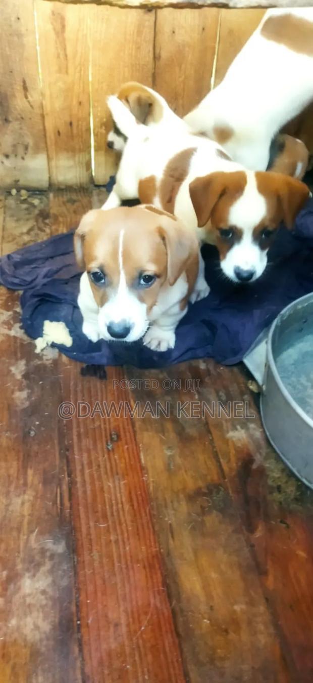 1-3 months Female Purebred Jack Russell Terrier