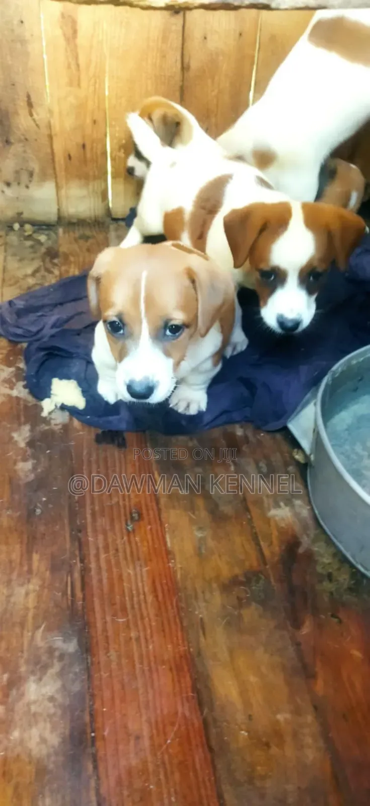 1-3 months Female Purebred Jack Russell Terrier