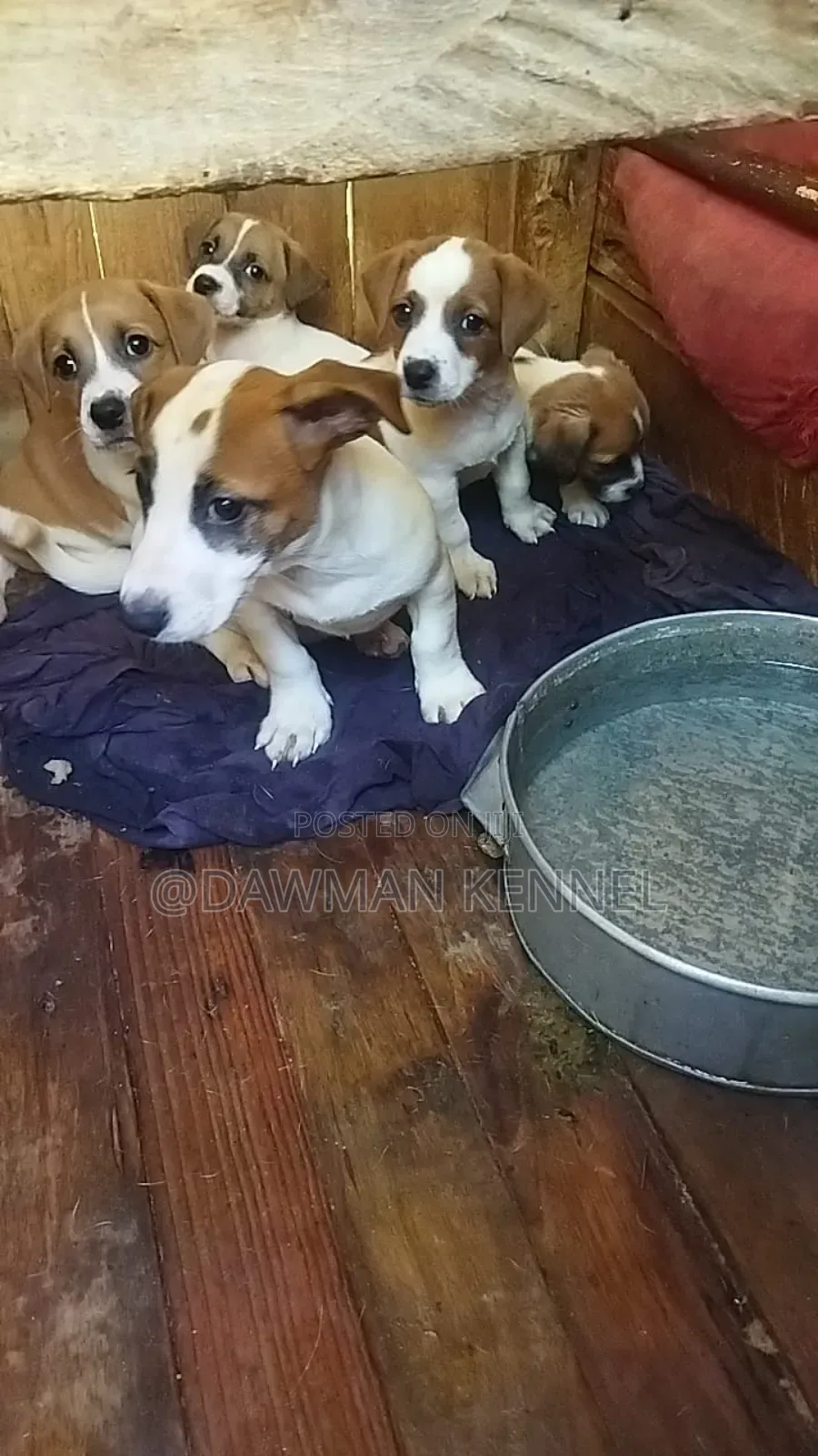1-3 months Male Purebred Jack Russell Terrier