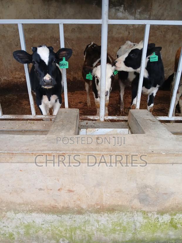 Pedigree Young Heifers Dams Producing 35 Litres