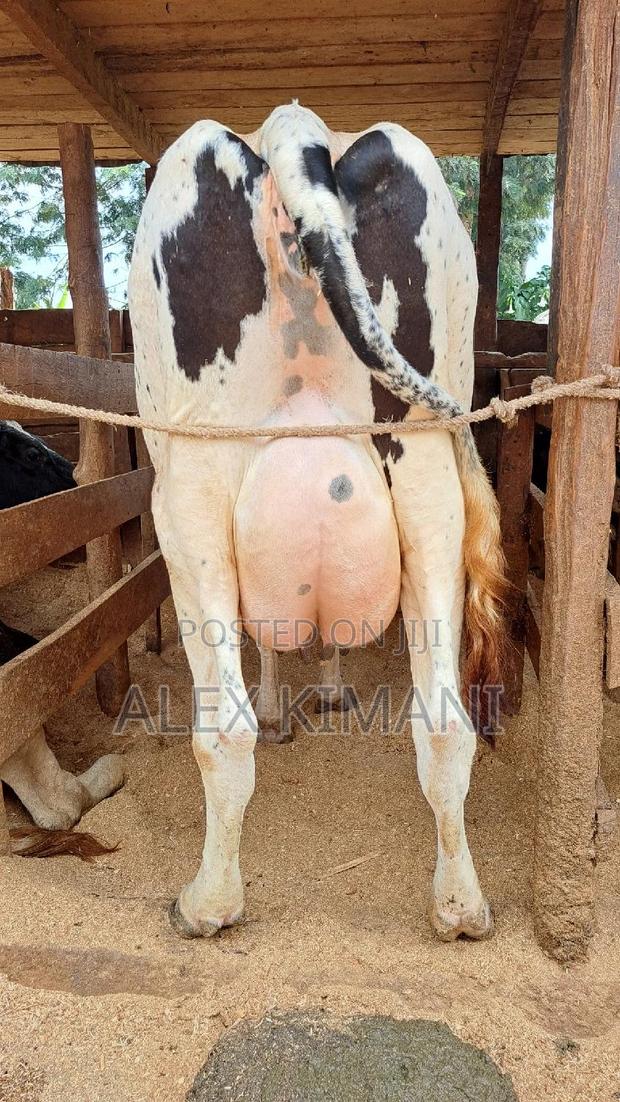 Top Quality Dairy Cows - thumbnail 8