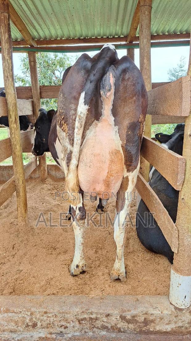 Top Quality Dairy Cows - thumbnail 9