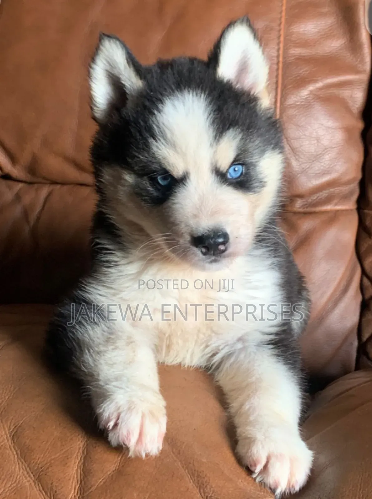 1-3 months Male Purebred Siberian Husky