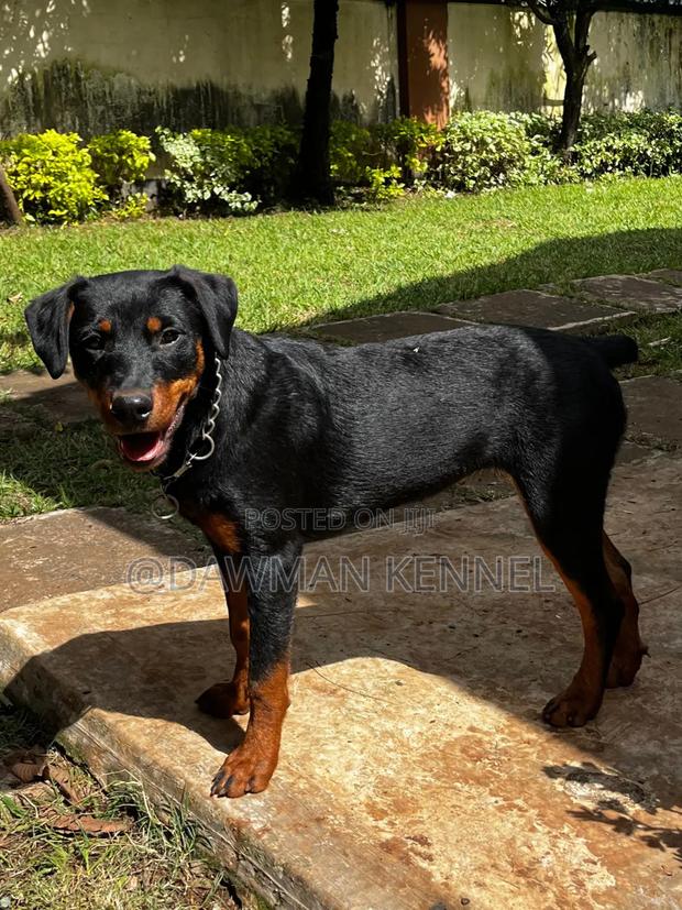 3-6 months Male Purebred Rottweiler - main view