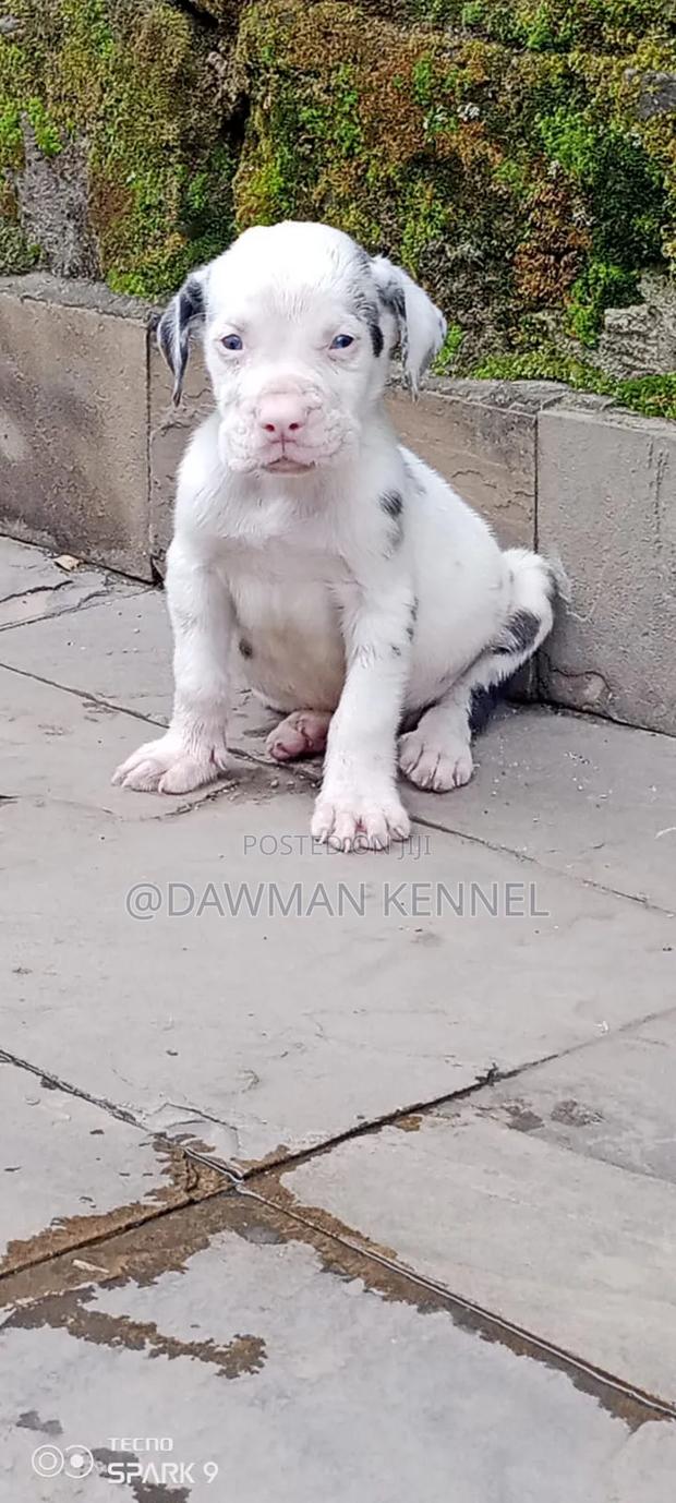 1-3 months Male Purebred Great Dane - main view