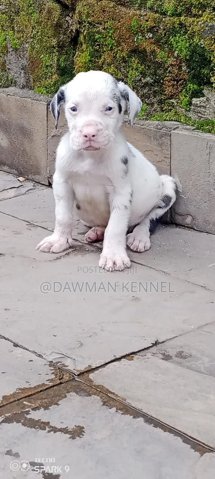 1-3 months Male Purebred Great Dane