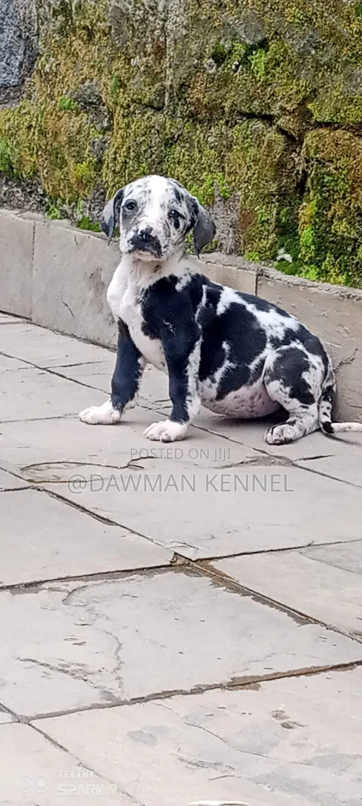 1-3 months Male Purebred Great Dane