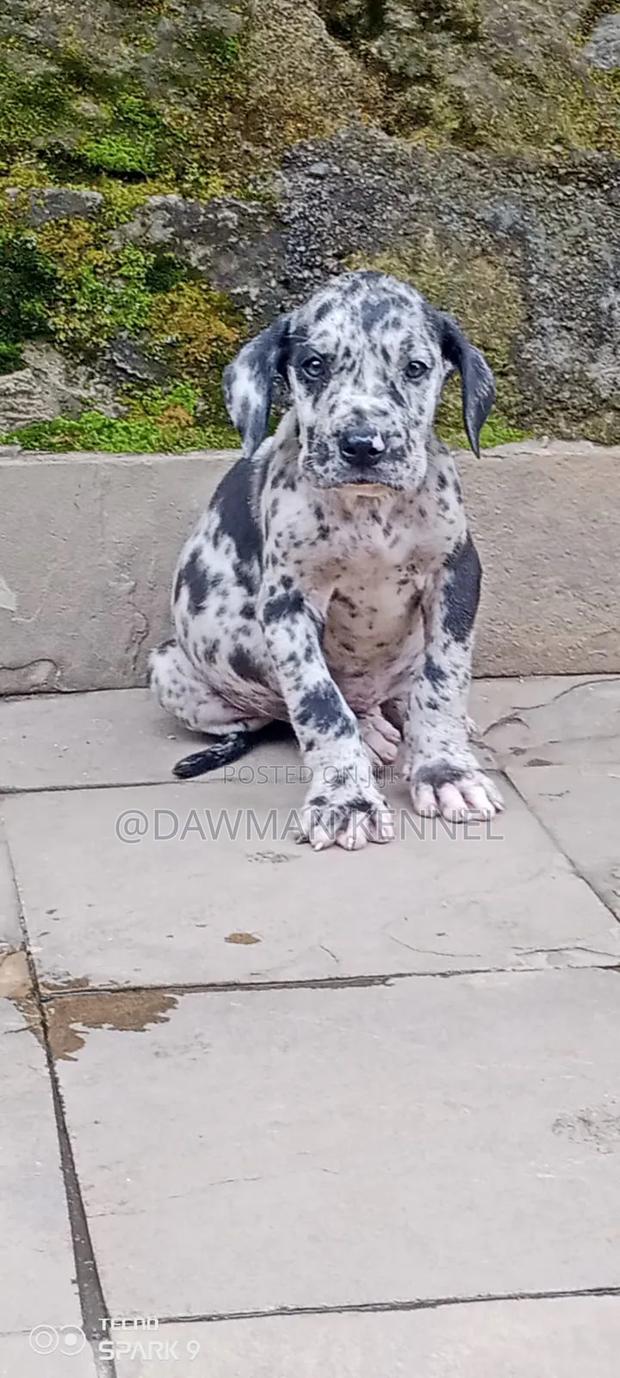 1-3 months Female Purebred Great Dane