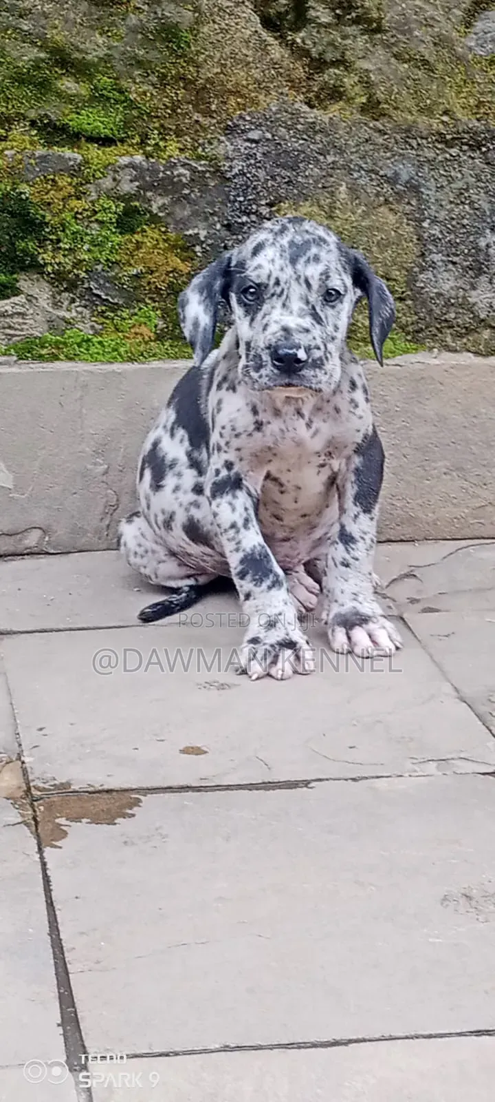 1-3 months Female Purebred Great Dane