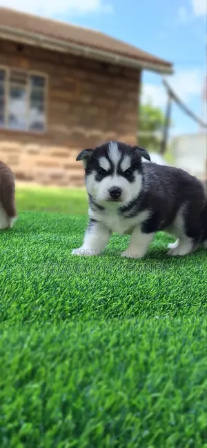 1-3 months Female Purebred Siberian Husky