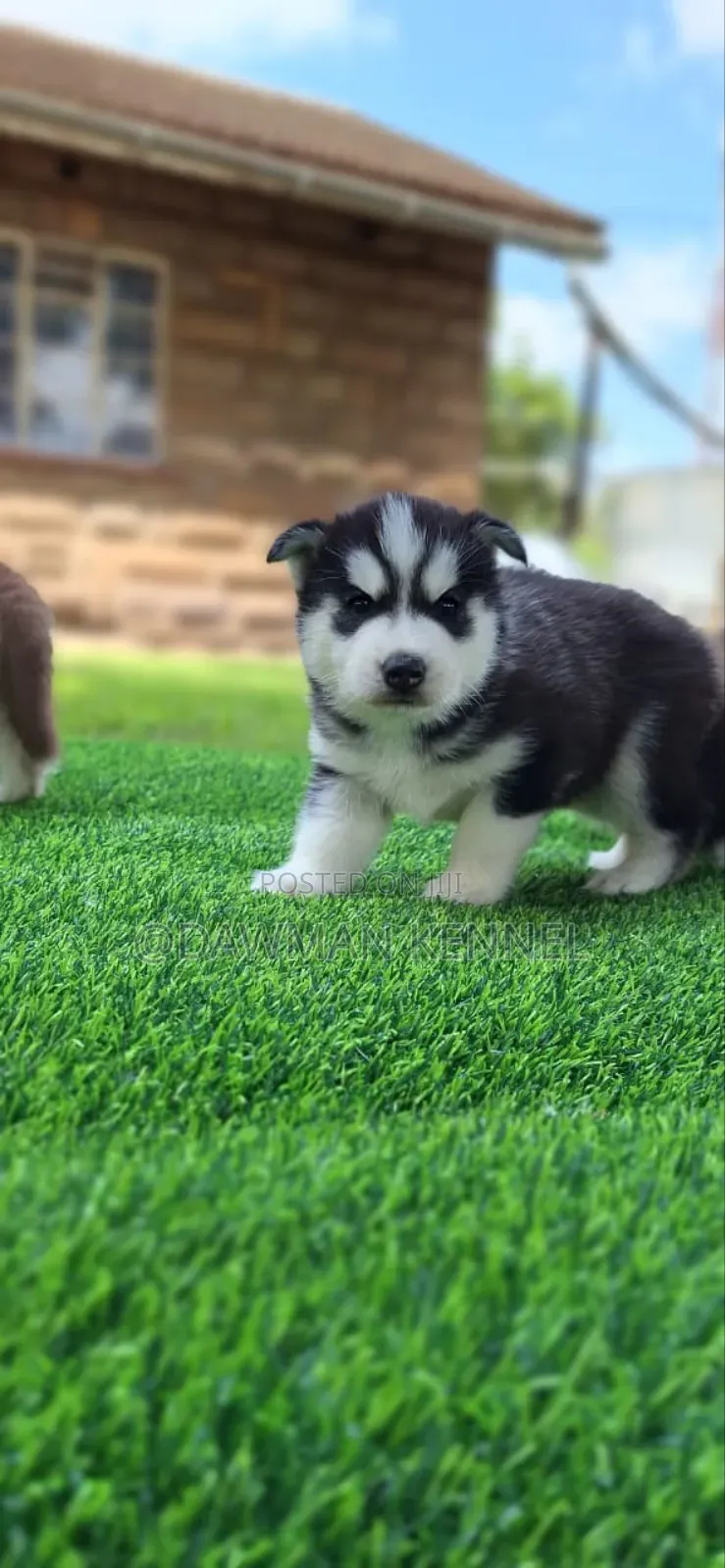 1-3 months Female Purebred Siberian Husky