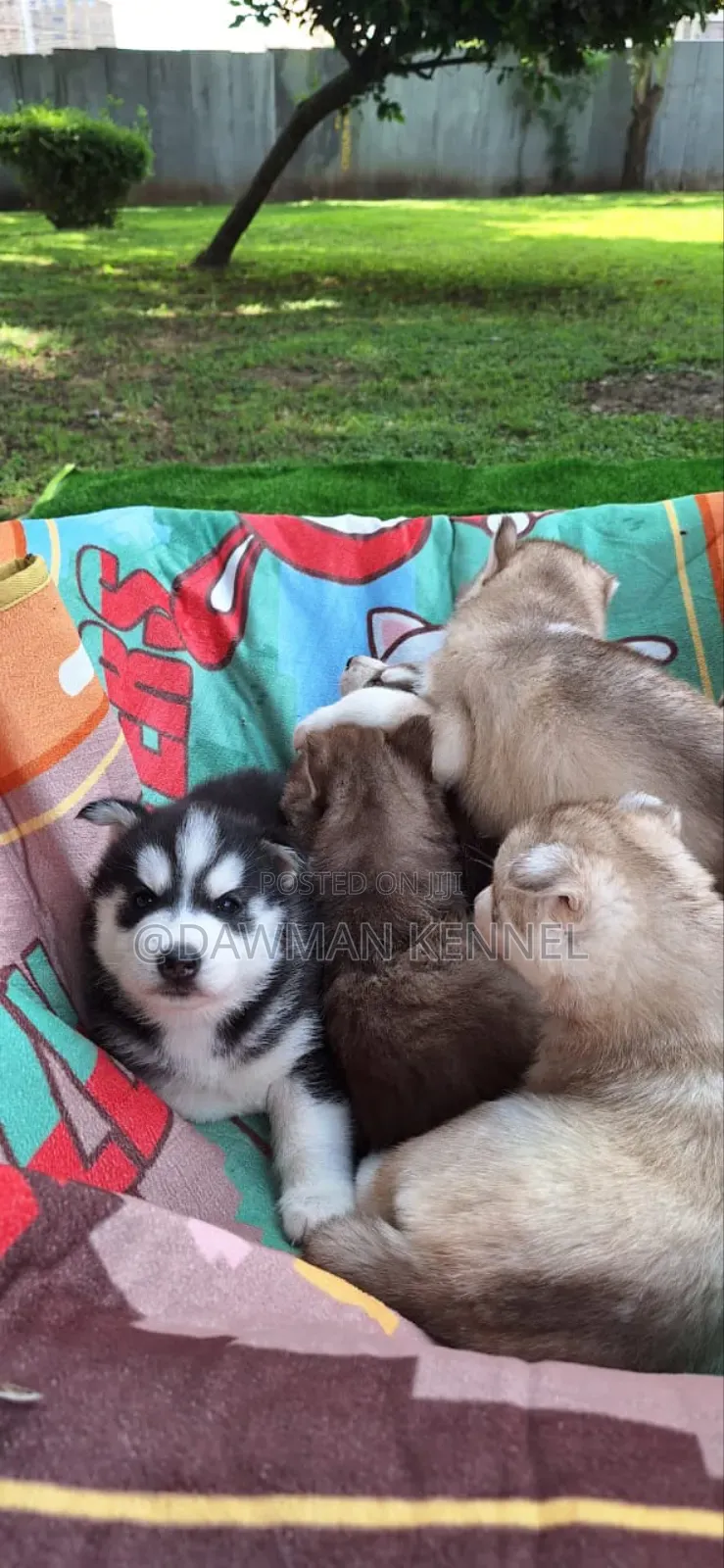 1-3 months Male Purebred Siberian Husky