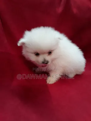 1-3 months Male Purebred Havanese